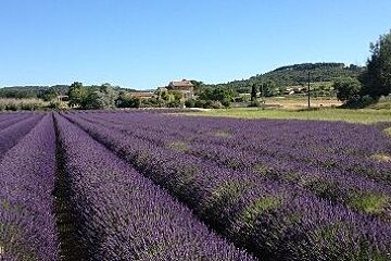 an image of a lavender field in Provence