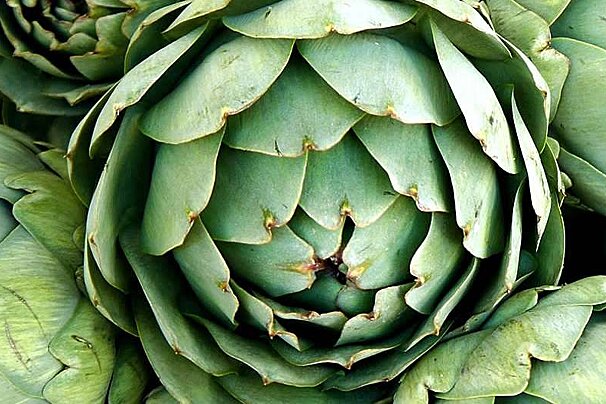 photo of an artichoke