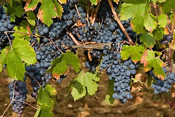 black grapes on vine