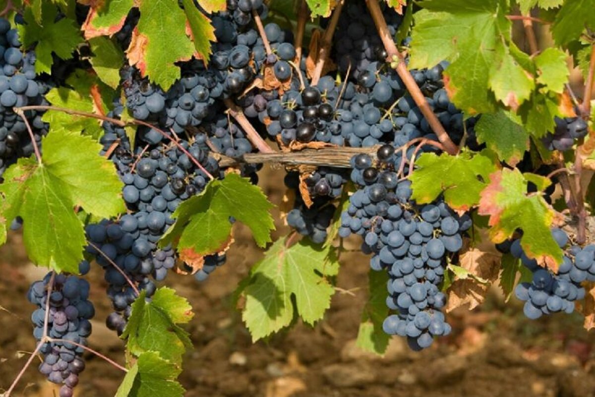 black grapes on vine