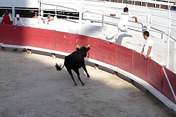 photo of men and a bull in an arena