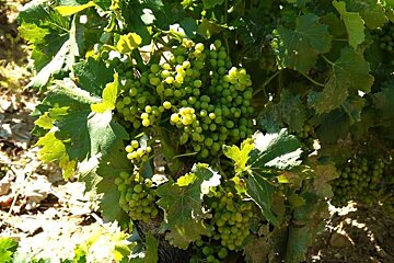 an image of a grape vine