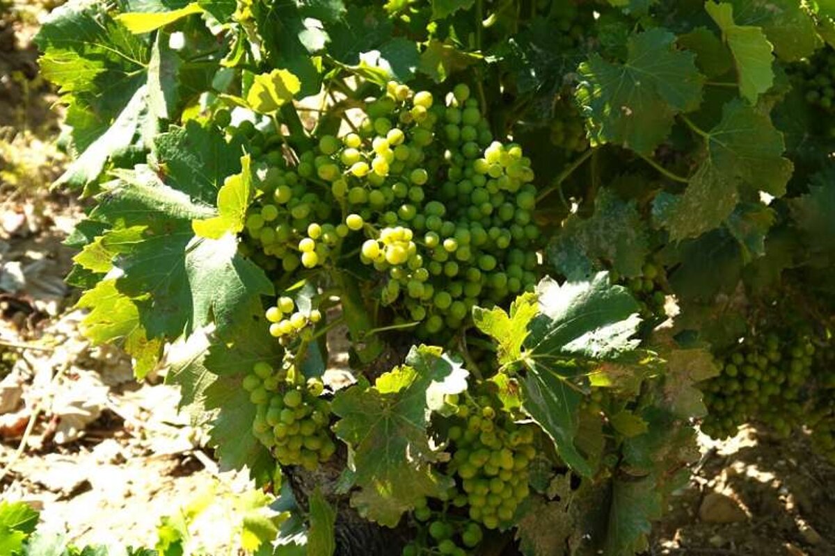 an image of a grape vine