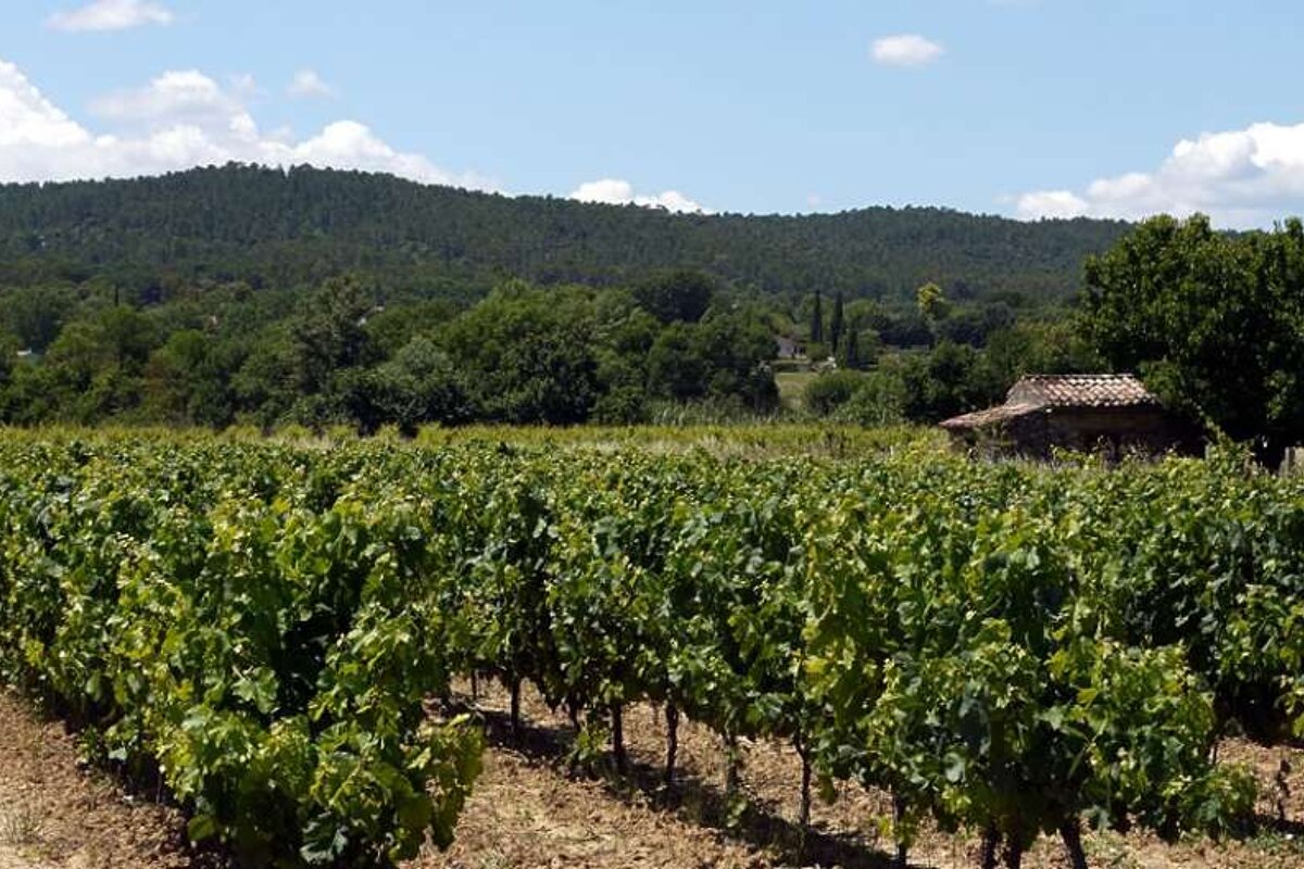an image of vines in the sun