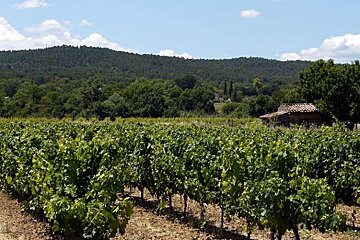 an image of vines in the sun