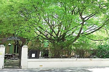 a photo of a pavement and a large tree