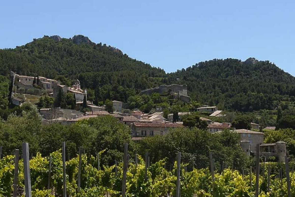 a photo of a vineyards and a village