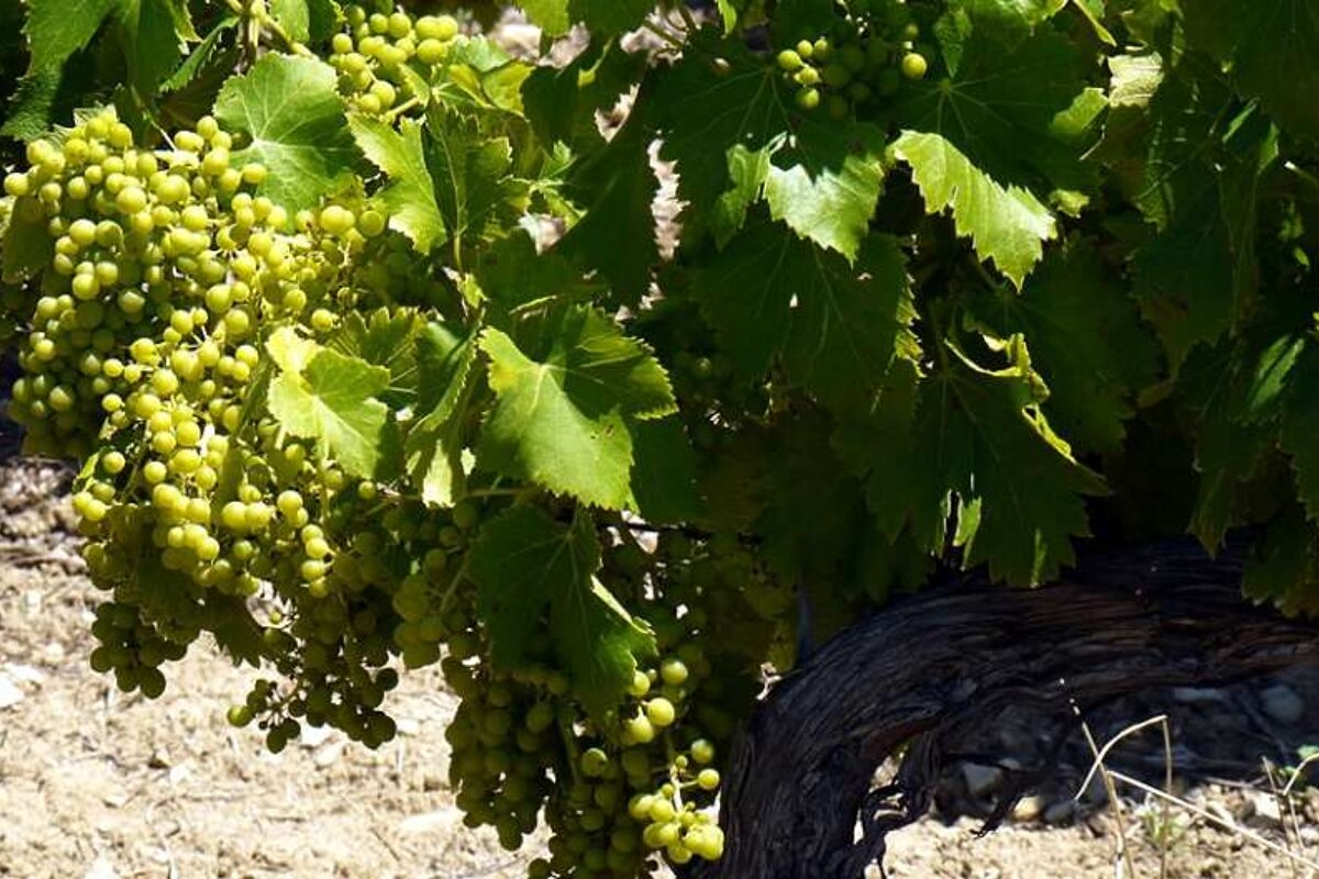 a photo of green grapes on a vine