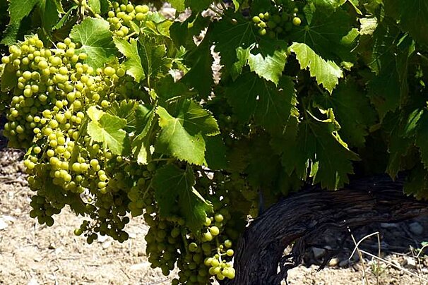 a photo of green grapes on a vine