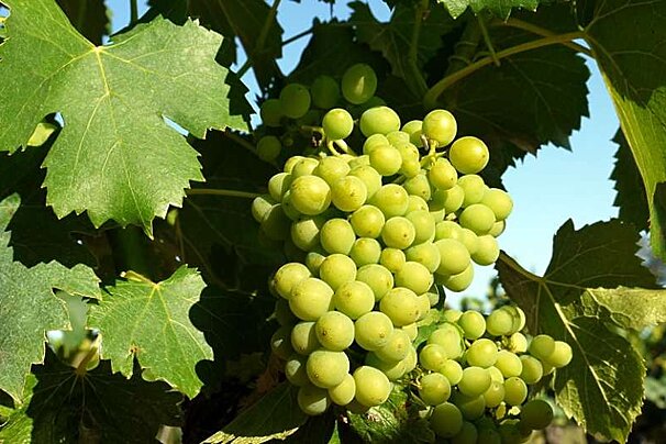 a photo of white grapes on a vine