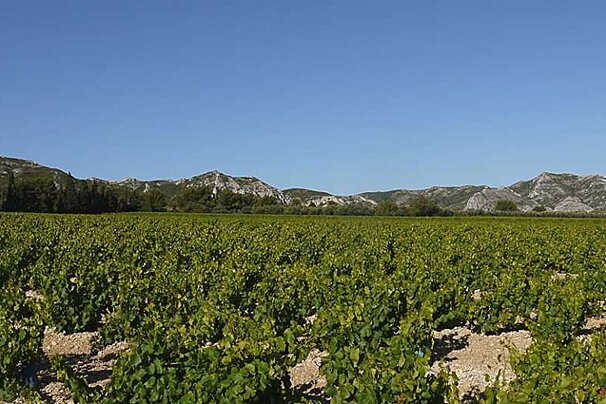 a photo of grape vinevards and hills