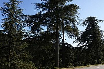 a photo of pine trees by a road