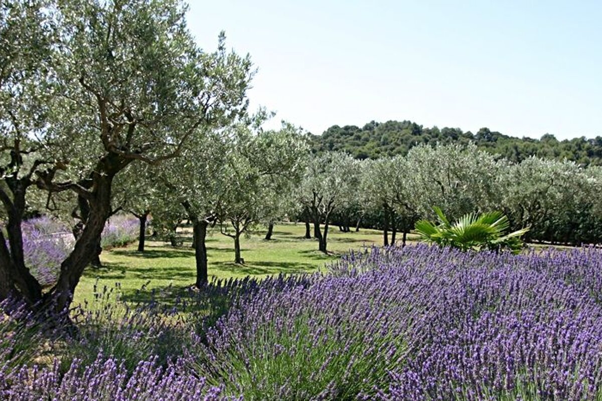 Provence Panorama