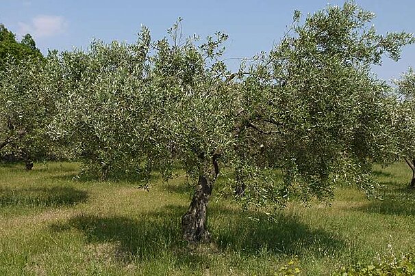 Local Produce Guide Provence