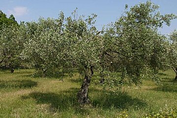 a photo of an olive tree