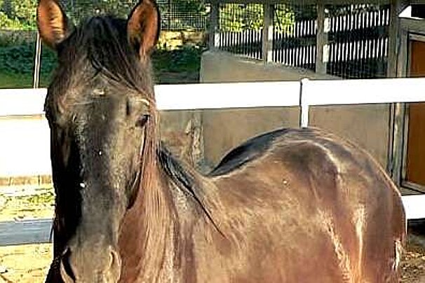 photo of a black pony