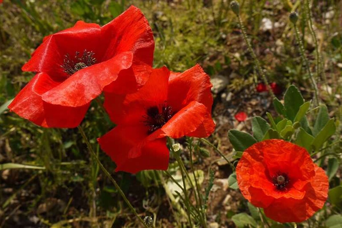 a photo of red poppies
