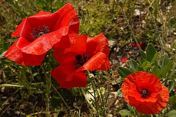 a photo of red poppies