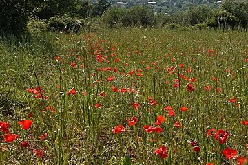 a photo of red poppies