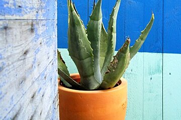 orange pot with cactus blue painted wood background