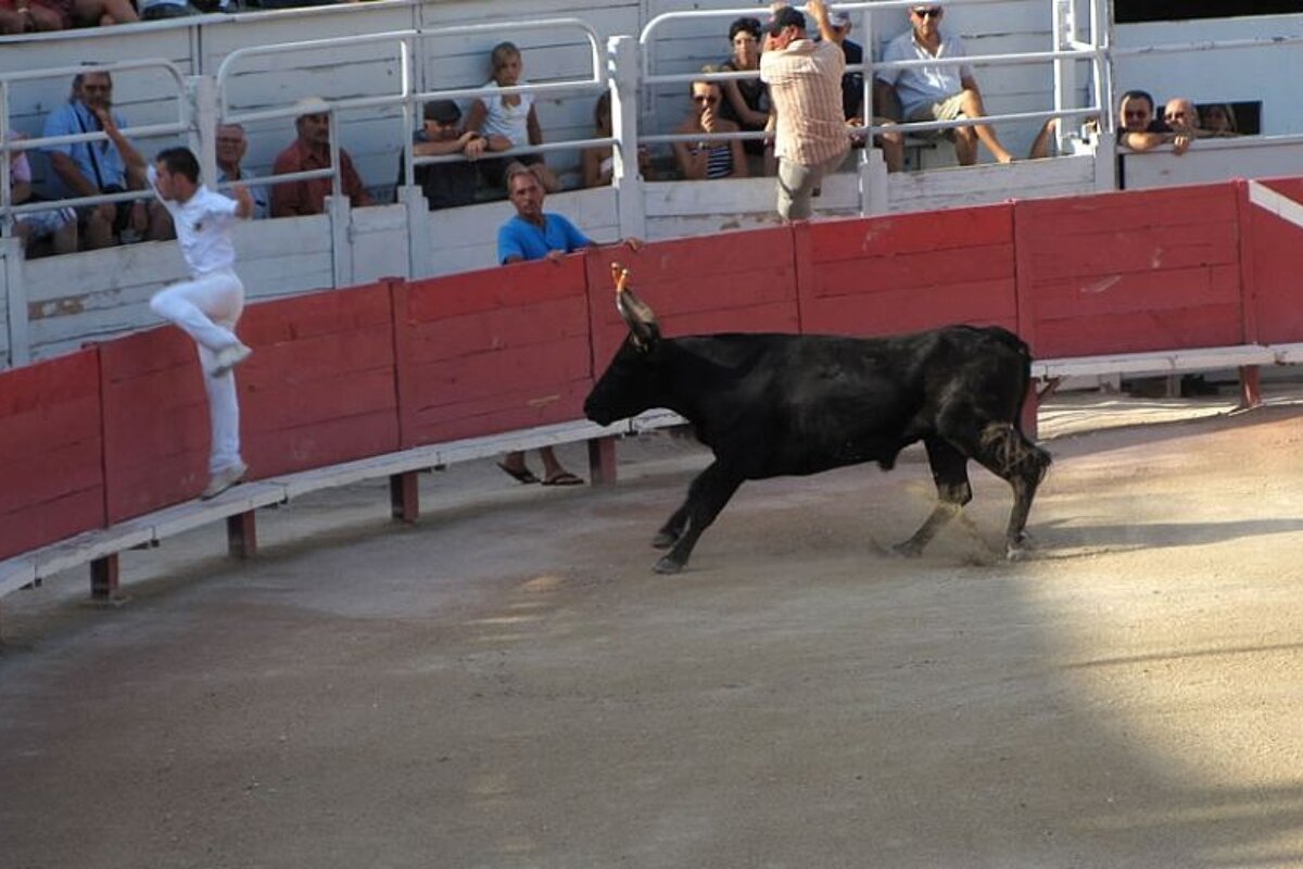 photo of a bull and a man