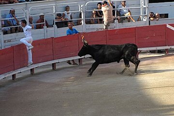 photo of a bull and a man