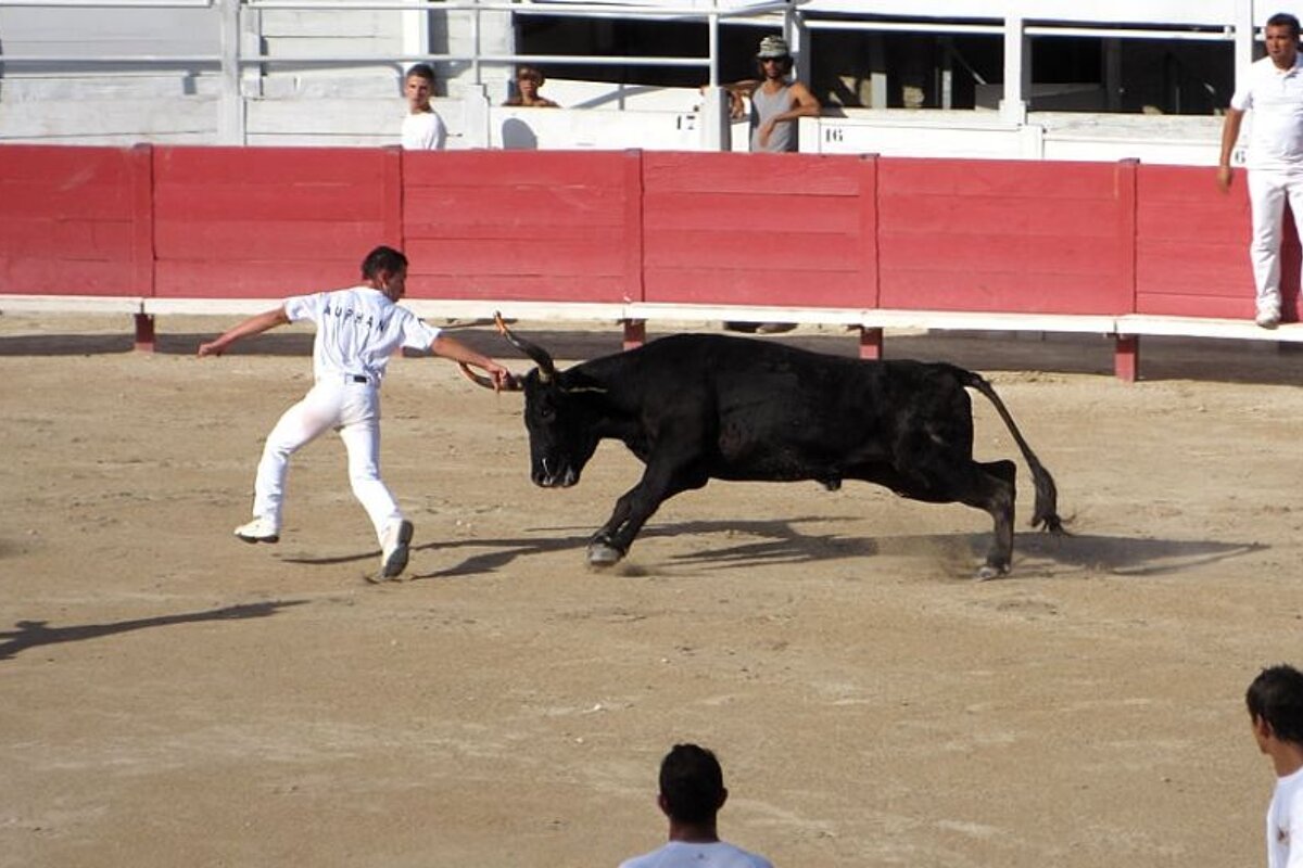 photo of a bull and a man