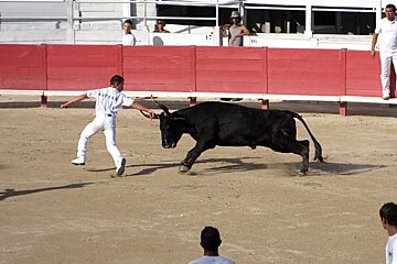 photo of a bull and a man