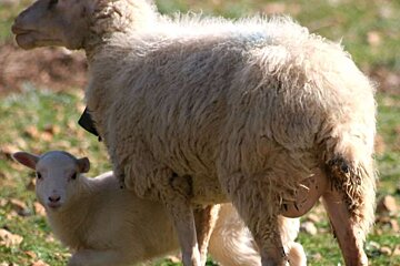 a photo of a sheep