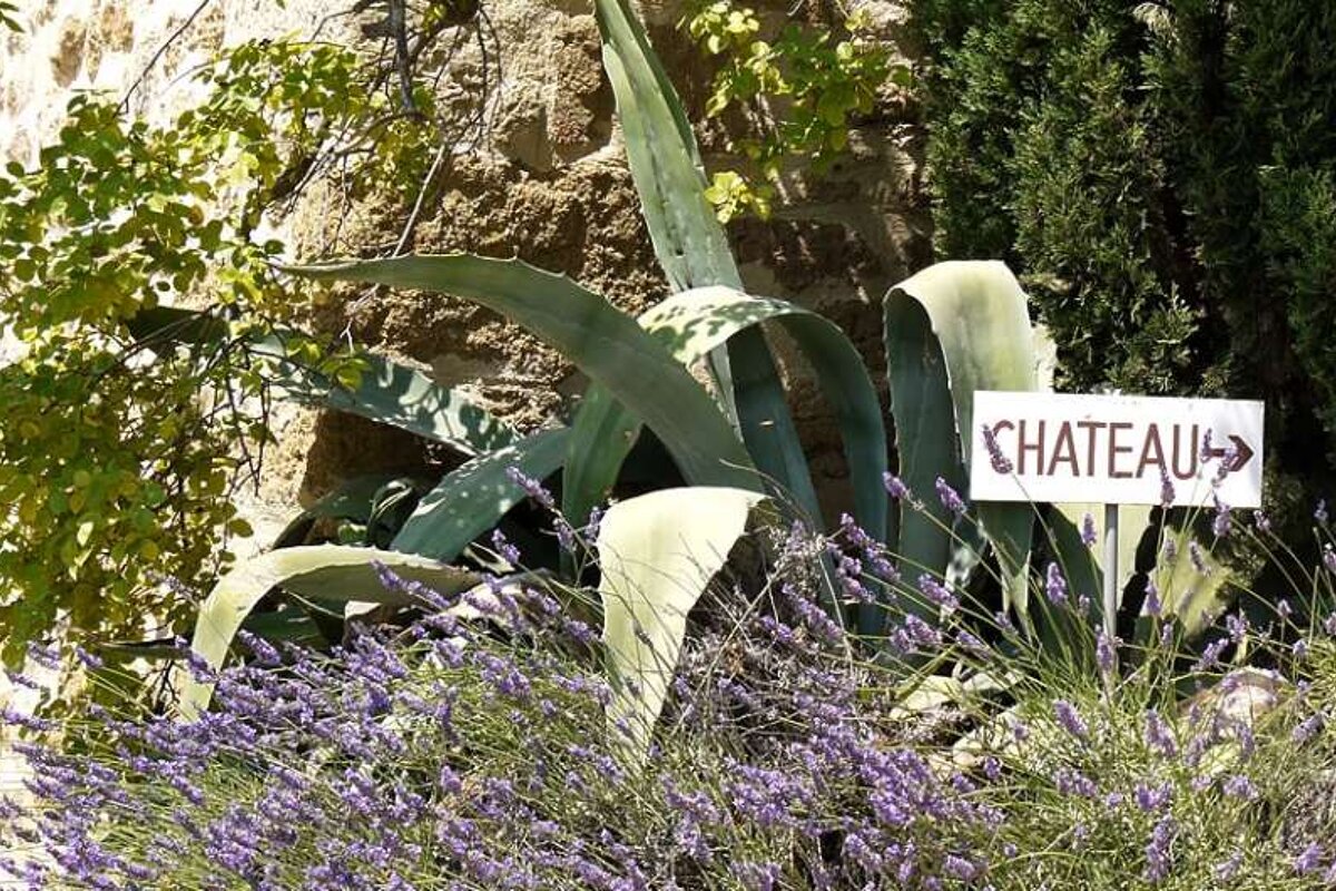 photo of a cactus and a sign