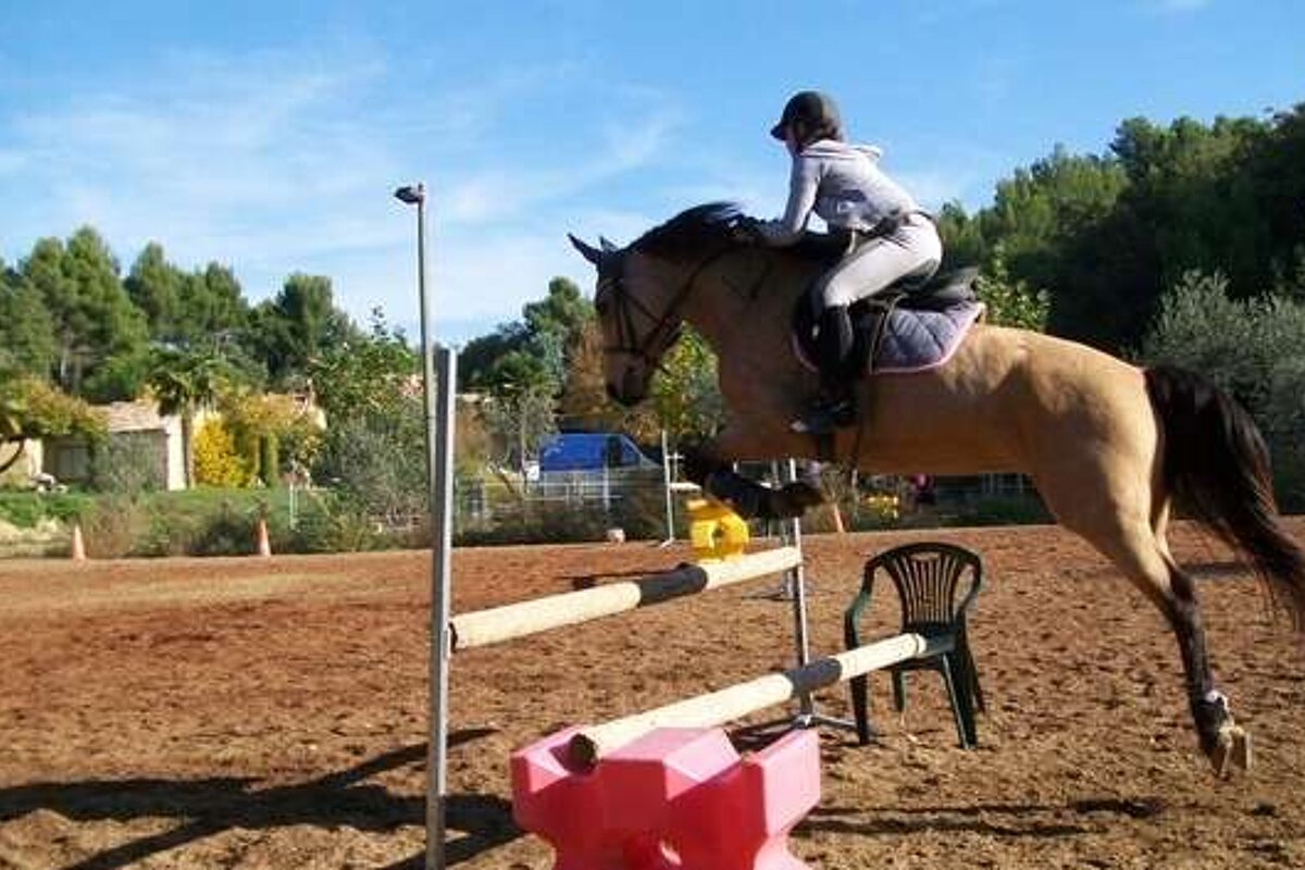 an image of horse jumping in an arena