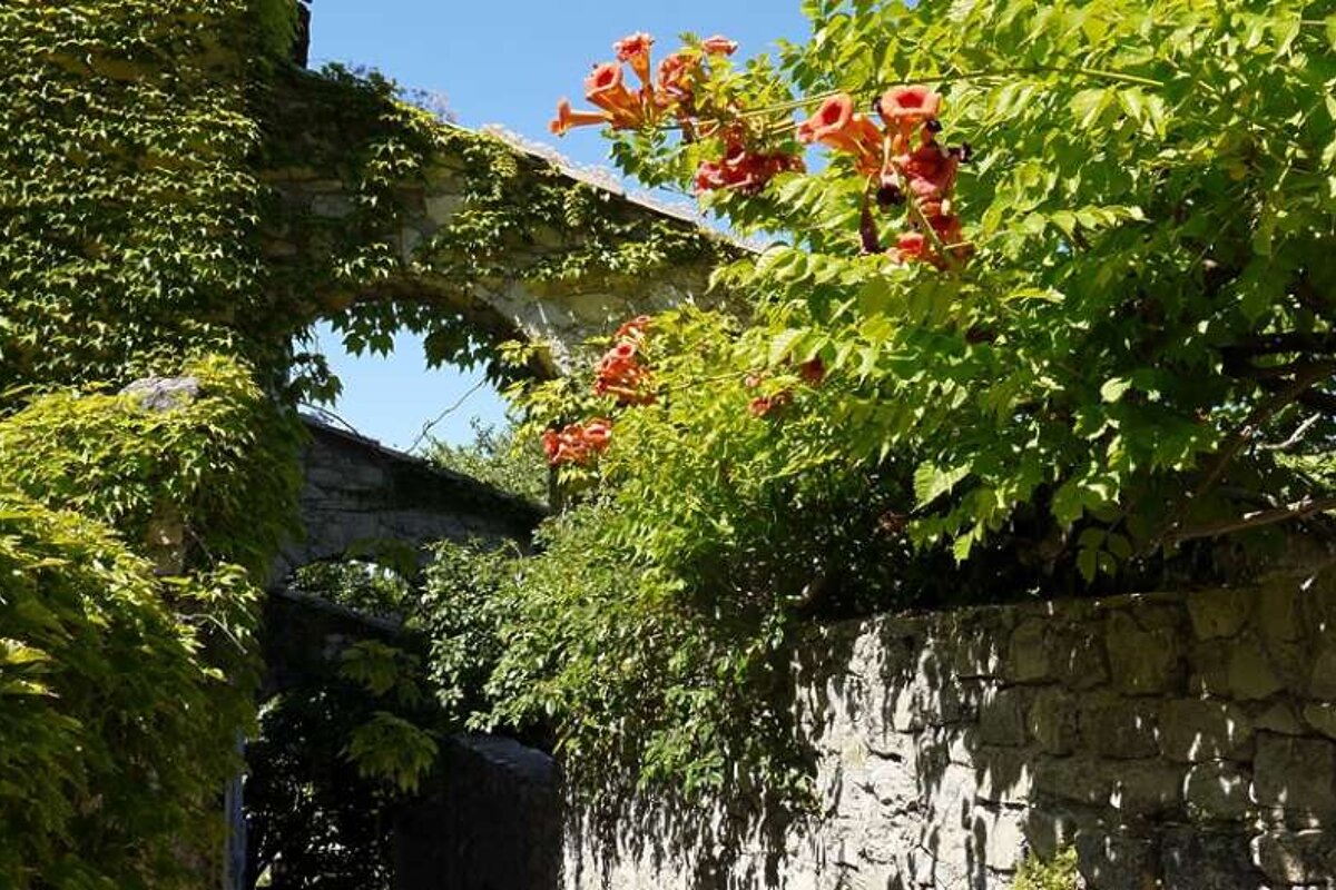 photo of vine covered walls