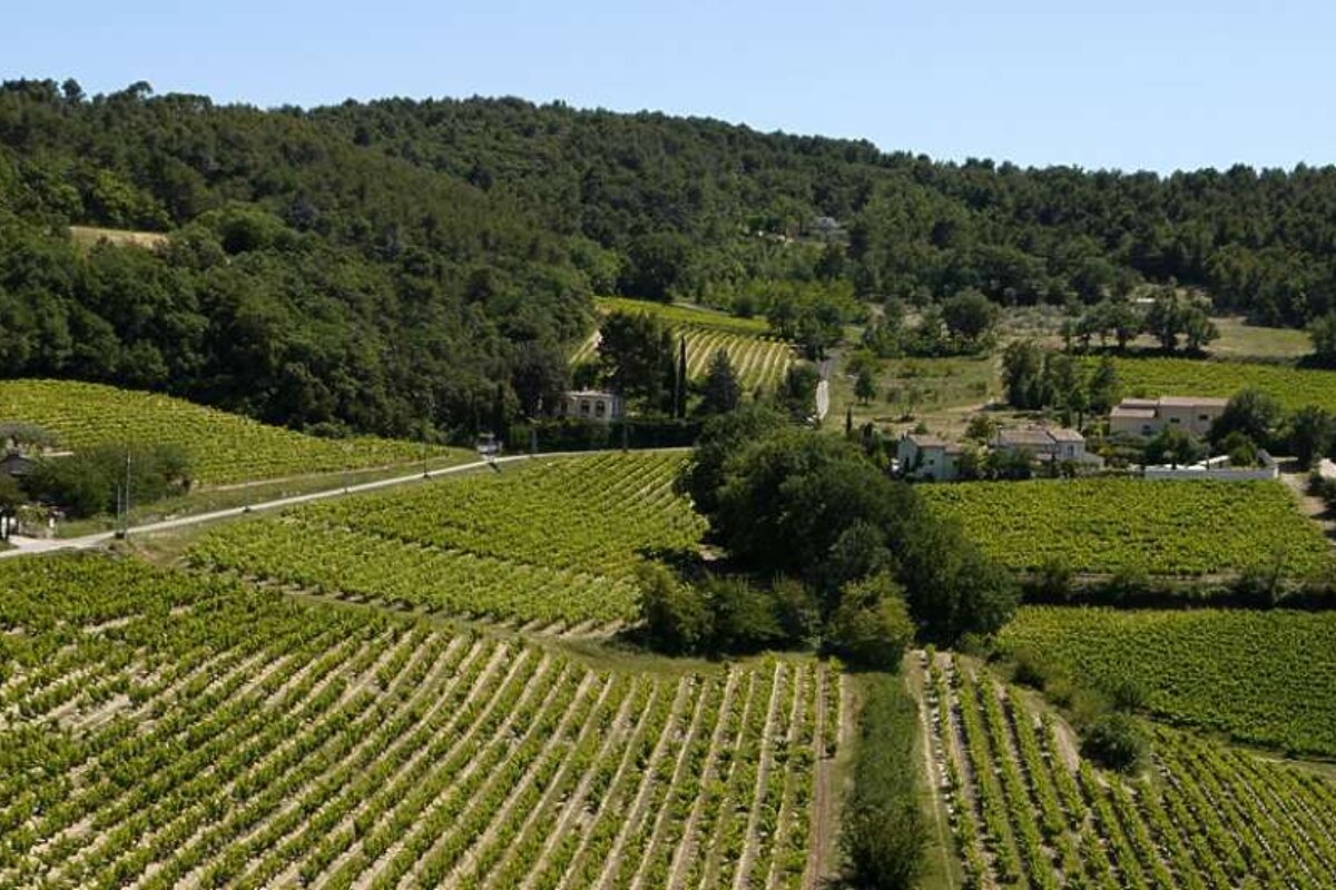 photo of vineyards