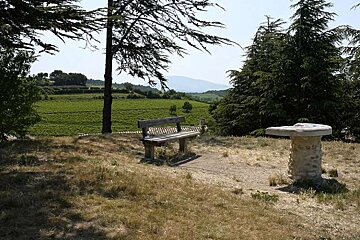 photo of a bench and vines