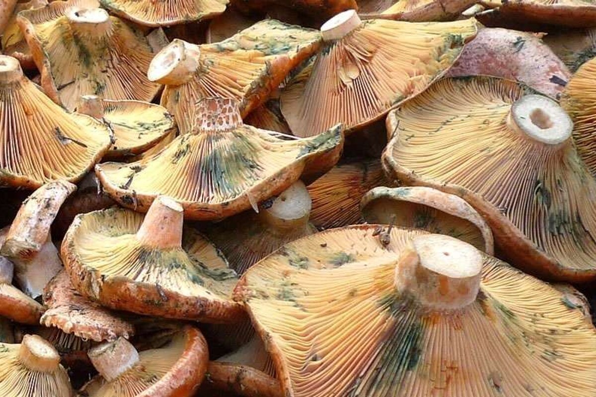 a photo of some mushrooms