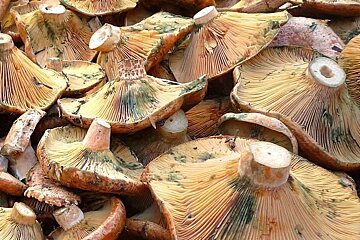 a photo of some mushrooms