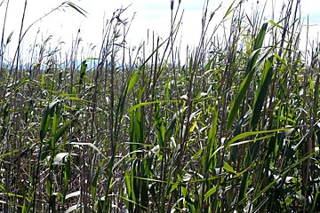 photo of wetland grasses