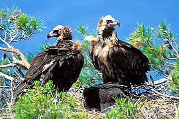 a photo of two large bird chicks