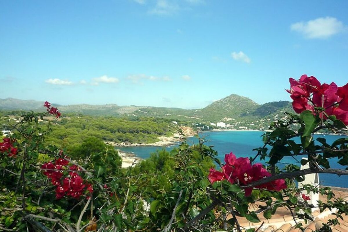 photo of red flowers overlooking a rural coastline