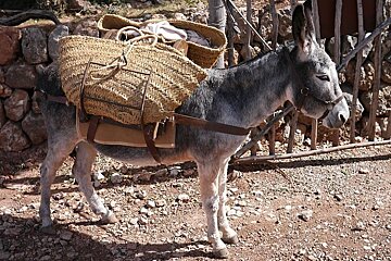 photo of a donkey with paniers