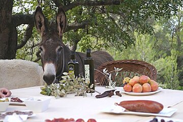 photo of a donkey at a dining table