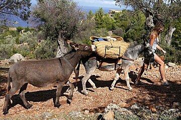 photo of two donkeys being led up a trail