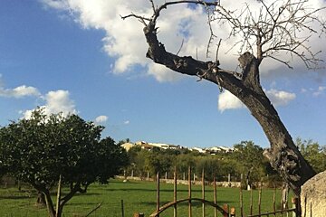 a photo of a field, a tree and a town in the background