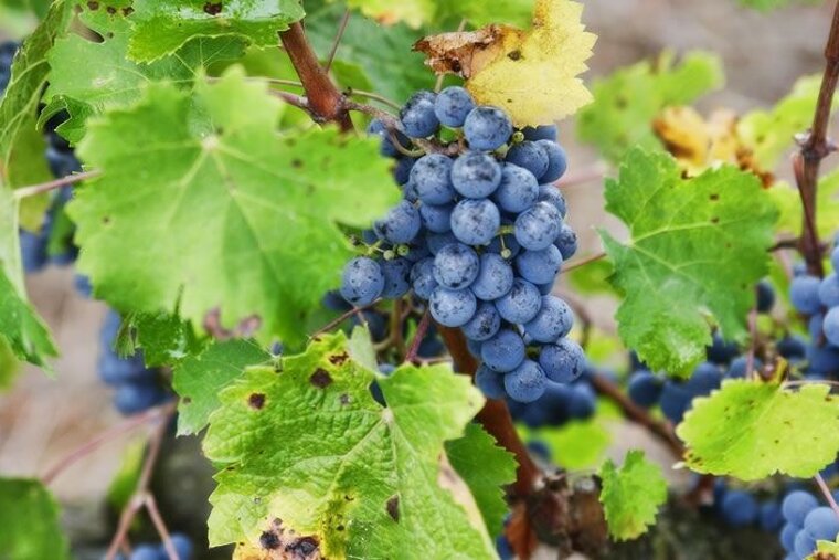photo of grapes on a vinie