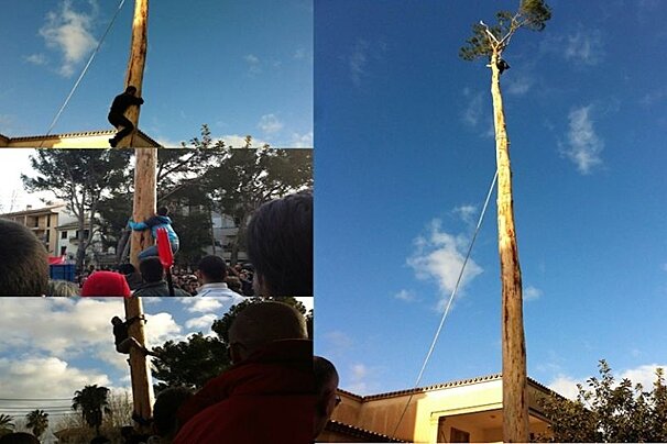 photo of people trying to climb a tree