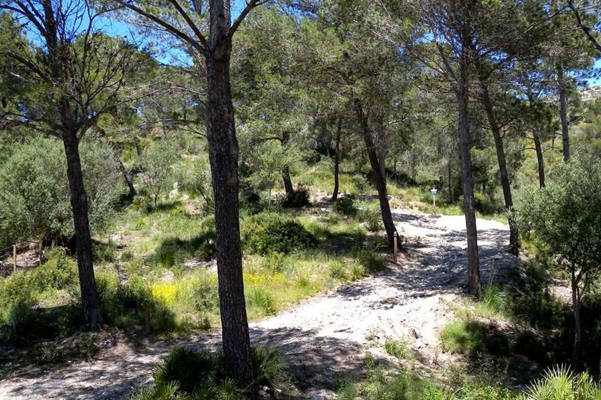  a photo of the path to sanctuary victoria mallorca majorca