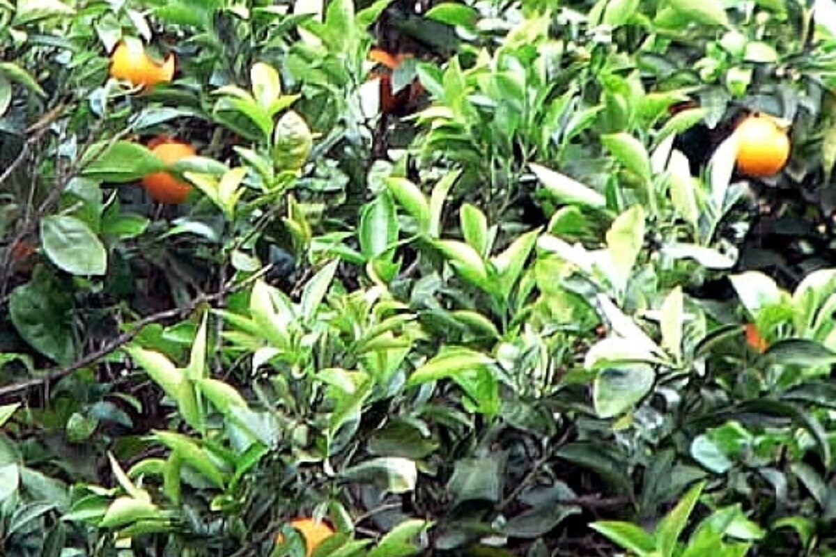 A tree with lots of leaves and oranges on it