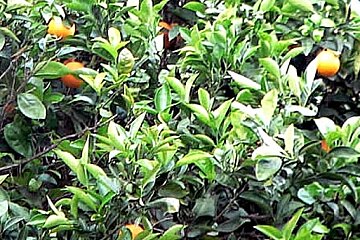 A tree with lots of leaves and oranges on it