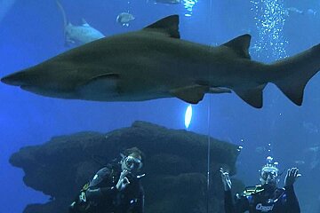 a photo of shark diving at the aquarium palma mallorca