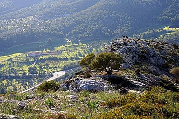 Wild goats on a hill top with trees and rolling hills behind